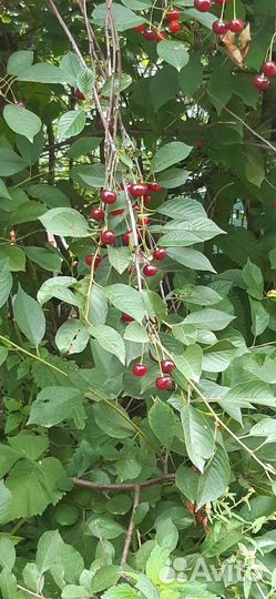 Вишня саженцы сорт