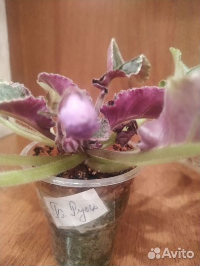 Сортовые фиалки