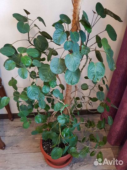 Полисциас Фабиан + росток