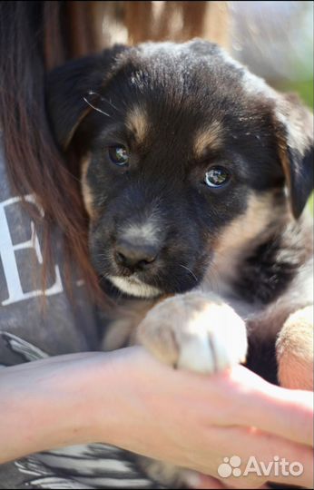 Щенок метис, девочка 2мес