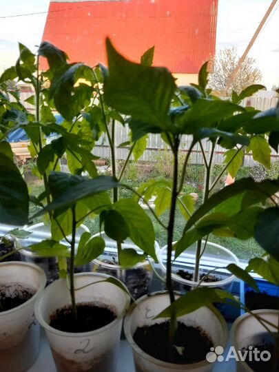 Рассада томатов перцев