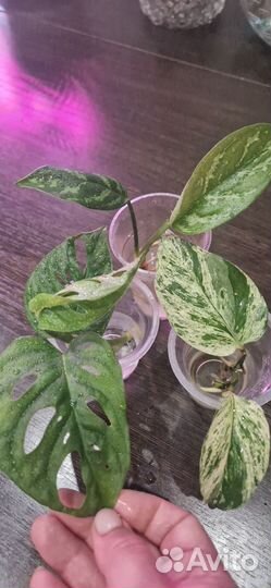 Комплект комнатных цветов