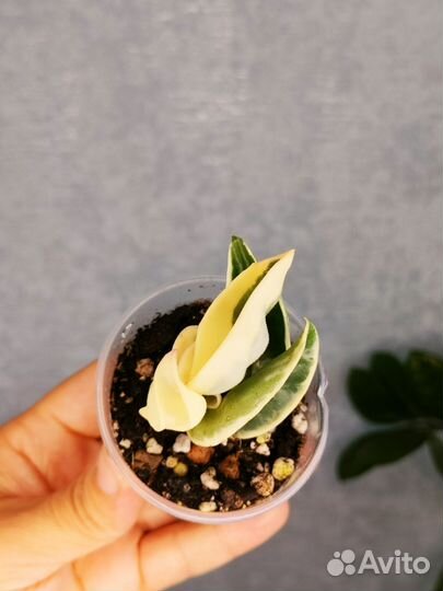 Хойя компакта вариегатная