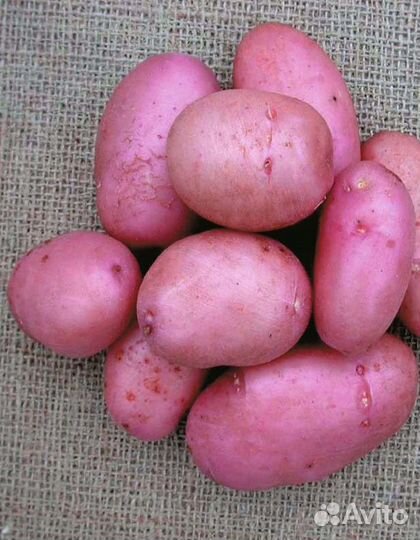 Сынок розовый