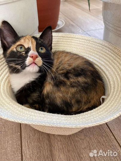 Малышки ищут дом