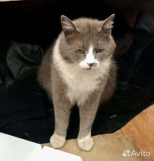 Кошка в дар