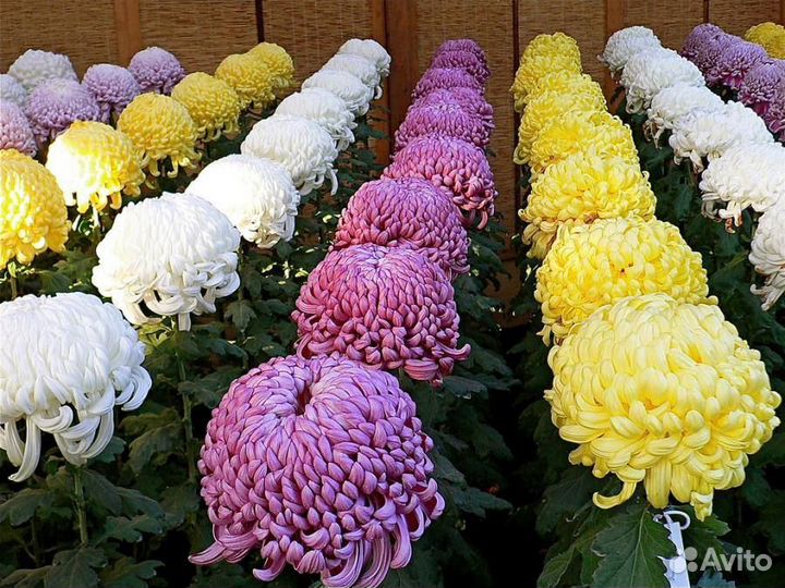 Живые цветы оптом. Розы оптом