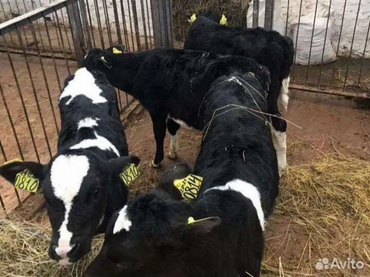 Бычки мясного направления, на откорм и племя