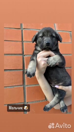 Щенки в добрые руки даром