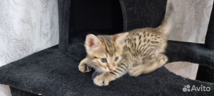 Бенгальские котята