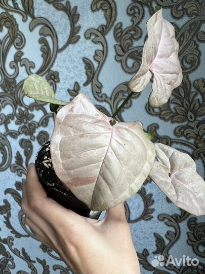 Сингониум три короля