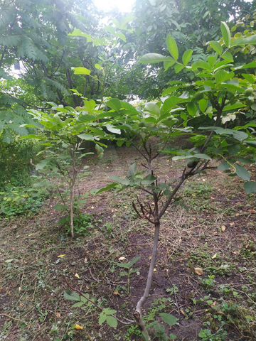 Участок 55 сот. (ИЖС)