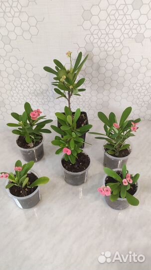 Комнатное растение цветущее молочай Миля