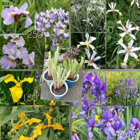 Многолетники