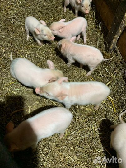 Поросята помесь