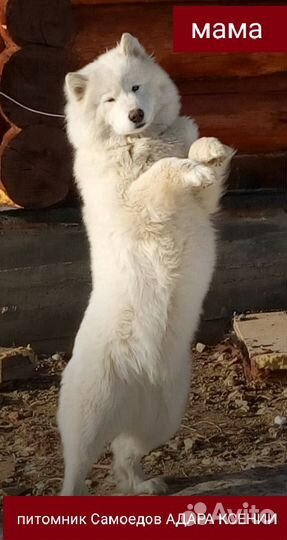 Самоеды
