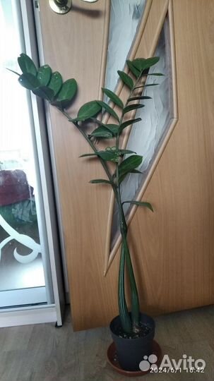 Замиокулькас