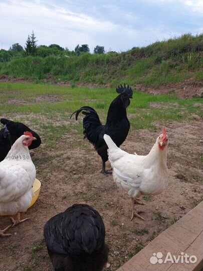 Цыплята помесные