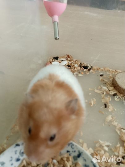 Сирийский хомяк