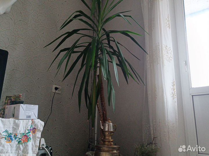 Пальма юкка