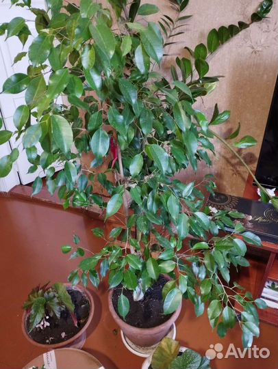 Продам цветы комнатные