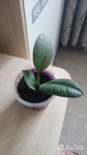 Комнатные цветы