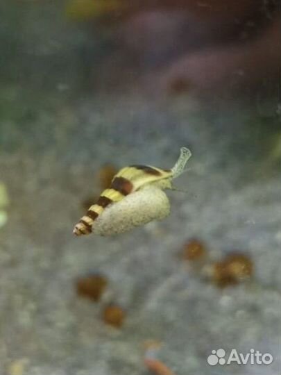 Улитка Хелена