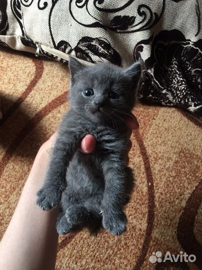 Отдам котят