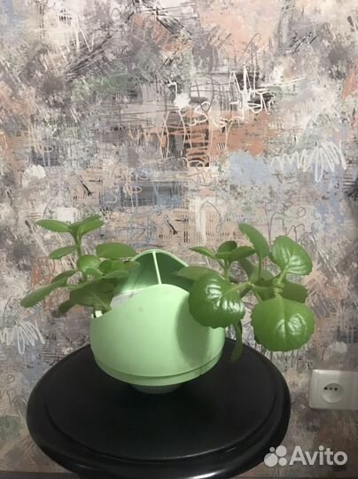 Комнатная мята