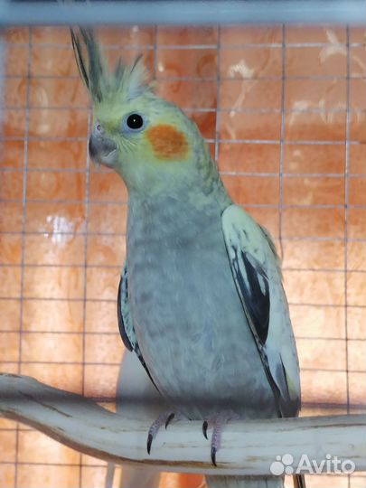 Попугай корелла птенец