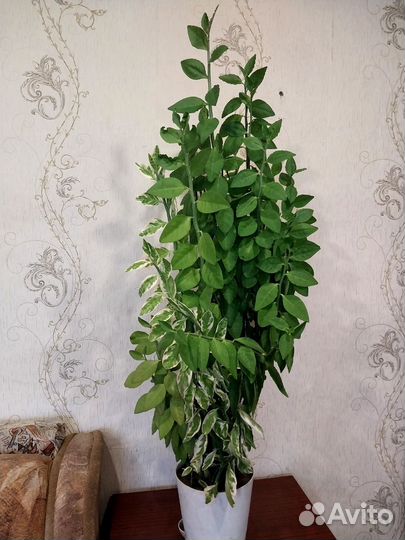 Педилантус