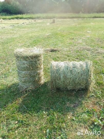 Сено в мини рулонах, покос 2023 года