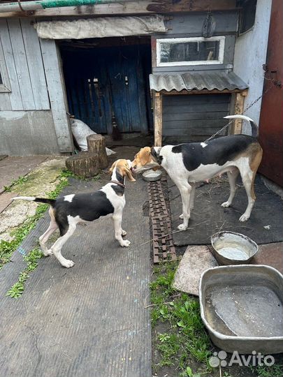 Щенок русской пегой гончей