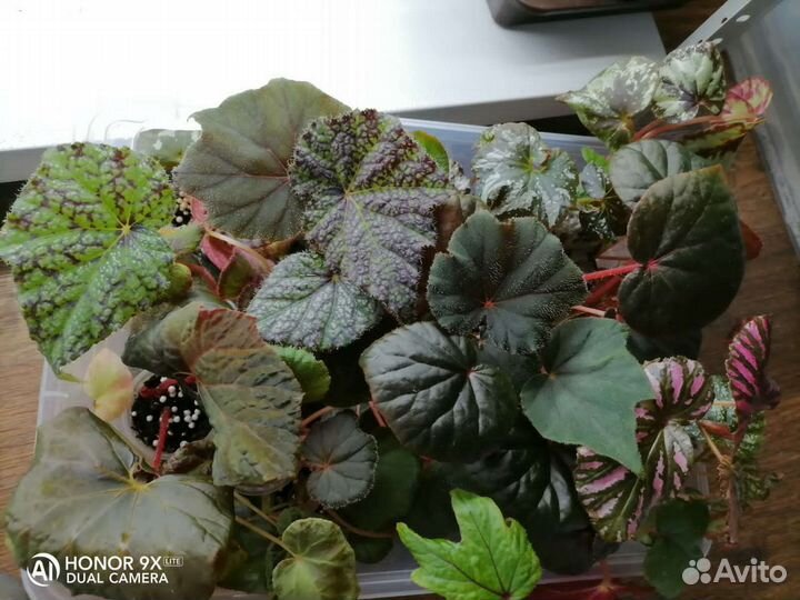 Бегония природники