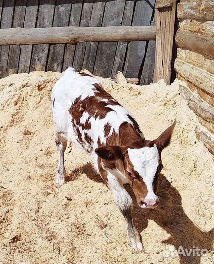 Айрширский бычок