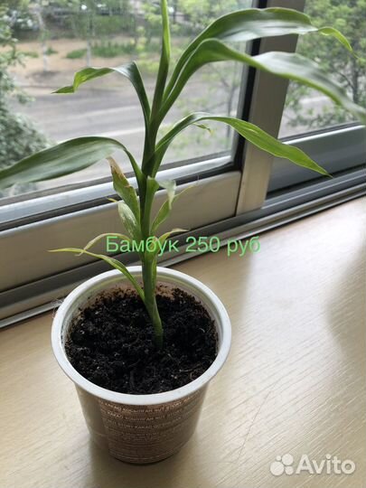 Комнатные растения цветы