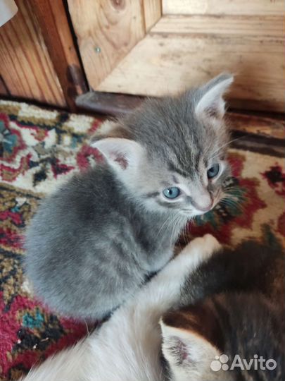 Кошка в дар