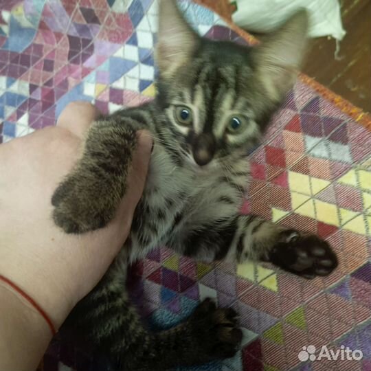 Кошка в дар бесплатно