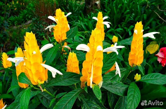 Пахистахис