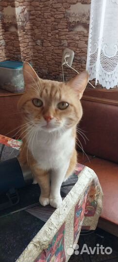 Кошка в дар