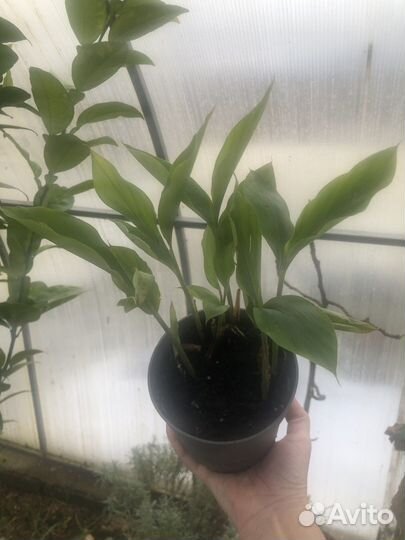 Кардамон кусочек тропиков у вас на подоконнике