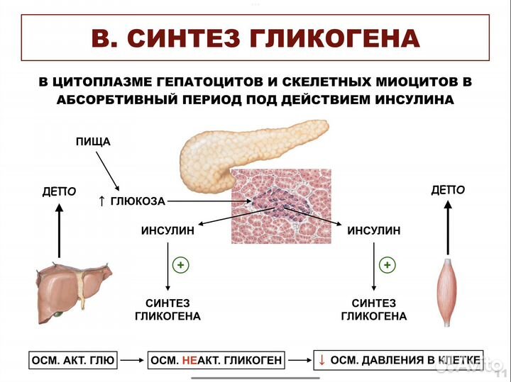 Репетитор по биохимии