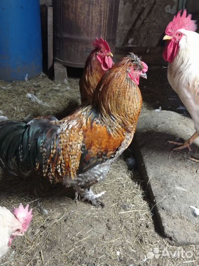 Куры петухи