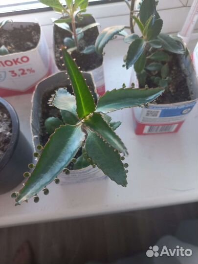 Каланхоэ лечебное