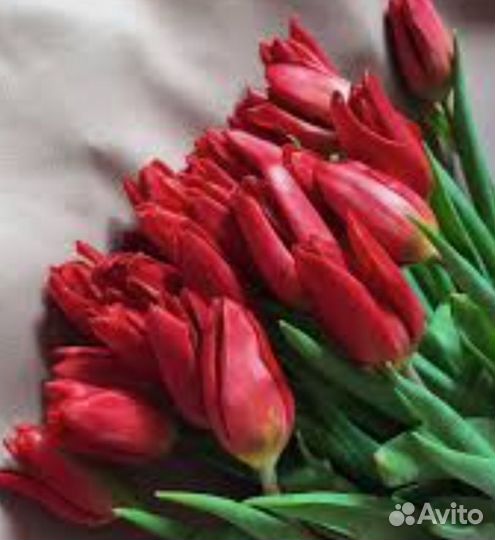 Тюльпаны к 8 марта