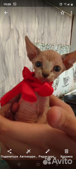 Котята канадский сфинкс