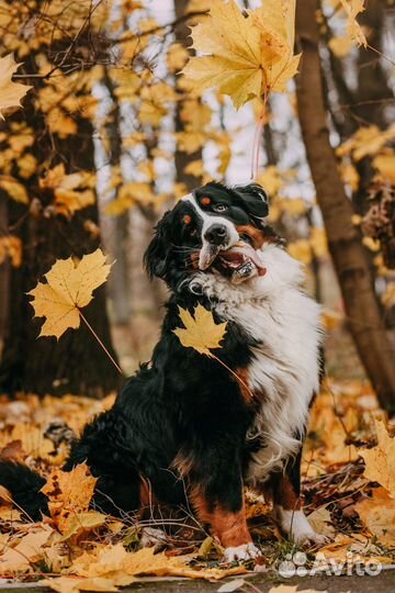 Кобель для вязки бернский зенненхунд шоу класс