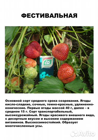 Саженцы садовой земляники (клубники)