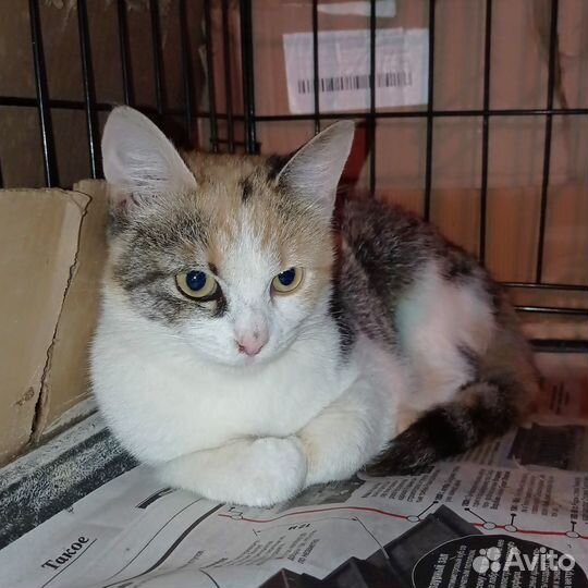 Кошка трехцветка