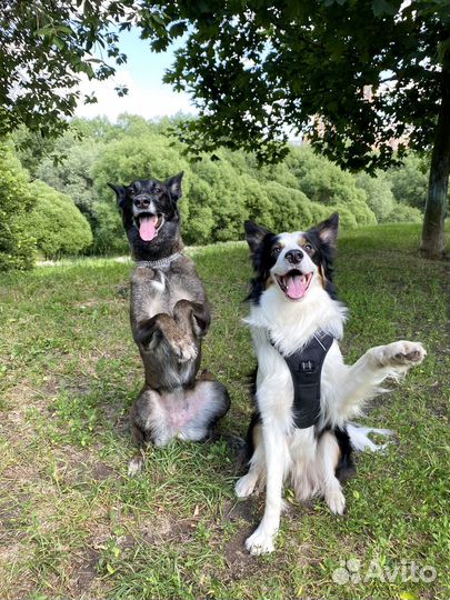 Дрессировка собак, кинолог